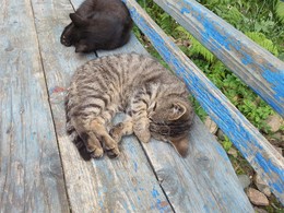 Summer laziness / ***