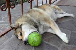 Summer laziness / ***