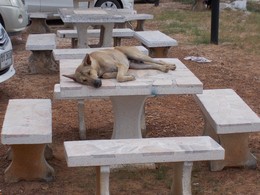 Summer laziness / ***