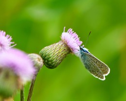 Die Natur / ***