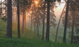 Golden ray of sunlight / ***