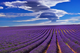  / Stunning landscape with lavender field under dramatic sky. Plateau of Valensole, Provence, France