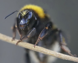 Bumblebee / ----