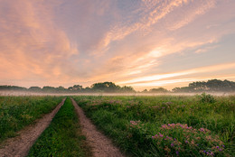 Pink mist / ***