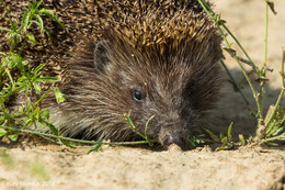 Hedgehog / ***