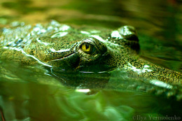 Gavial / Tomistoma schlegelii