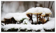 Dedicated to fans of winter mushrooms ... / :-)))))
