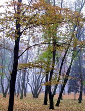 Autumn morning in the park / ***