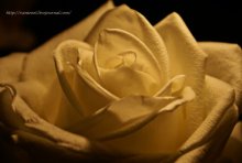 Rosa / ***