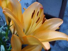 Lilies / ***