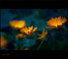 Inner Light / ***
