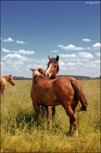 Horse tenderness / ***