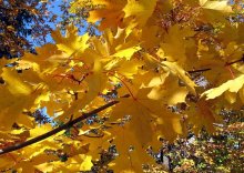 Autumn / ***
