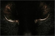 Beast. / ***