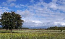 plain-Polesie Landscape / -------