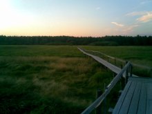 uxodyaschiya track in the woods / 111111