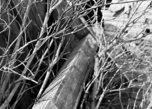 Storchitsy / ***