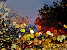 Leaf fall / ***
