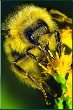 Bumblebee-workaholic / 1/200,F11