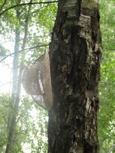 hat / ***