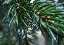 Christmas tree sap / *****