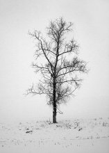 Portrait eines Baumes / ***