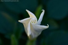 Flower / ***