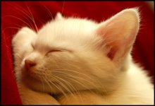 Kitten / ***