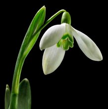 Snowdrop / ***
