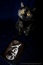 poet and a cat / ***