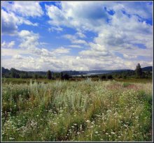 Wildflowers / ***