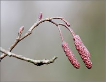 Alder blossom. / ***