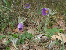 first flowers / ***
