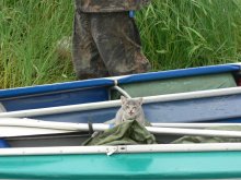 PUSH on the keel, bolting stringer. Whistle all at the top / .....