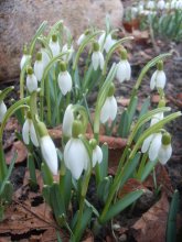 The first snowdrops / ***
