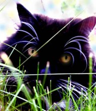 Cat Behemoth / ***