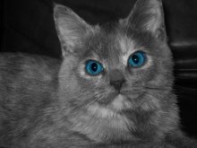 cat / ***