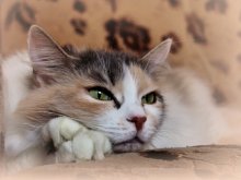 Kitty 2 / ***