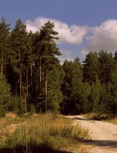 Pine / ***