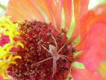 Spider on tsinii / ***