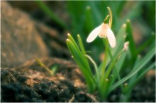 Spring Tale / ***
