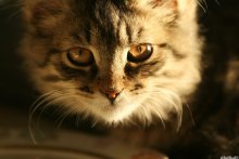 Kitten / ...