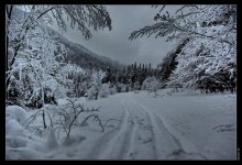 Winter in the Carpathians / ***