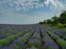 Lavendel / ***