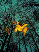 only yellow leaves / ***