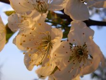 Cherry in sunset light / ***