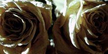 every beautiful roses should be beautiful roses / =^_^=