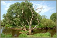 Willows in the river / ***