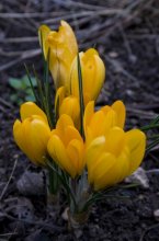 Crocuses / ***