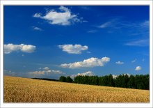 Field / ***